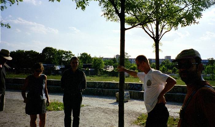 Gorillas im Schatten